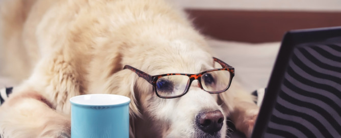 Homeoffice: Hund mit Kaffee und Laptop
